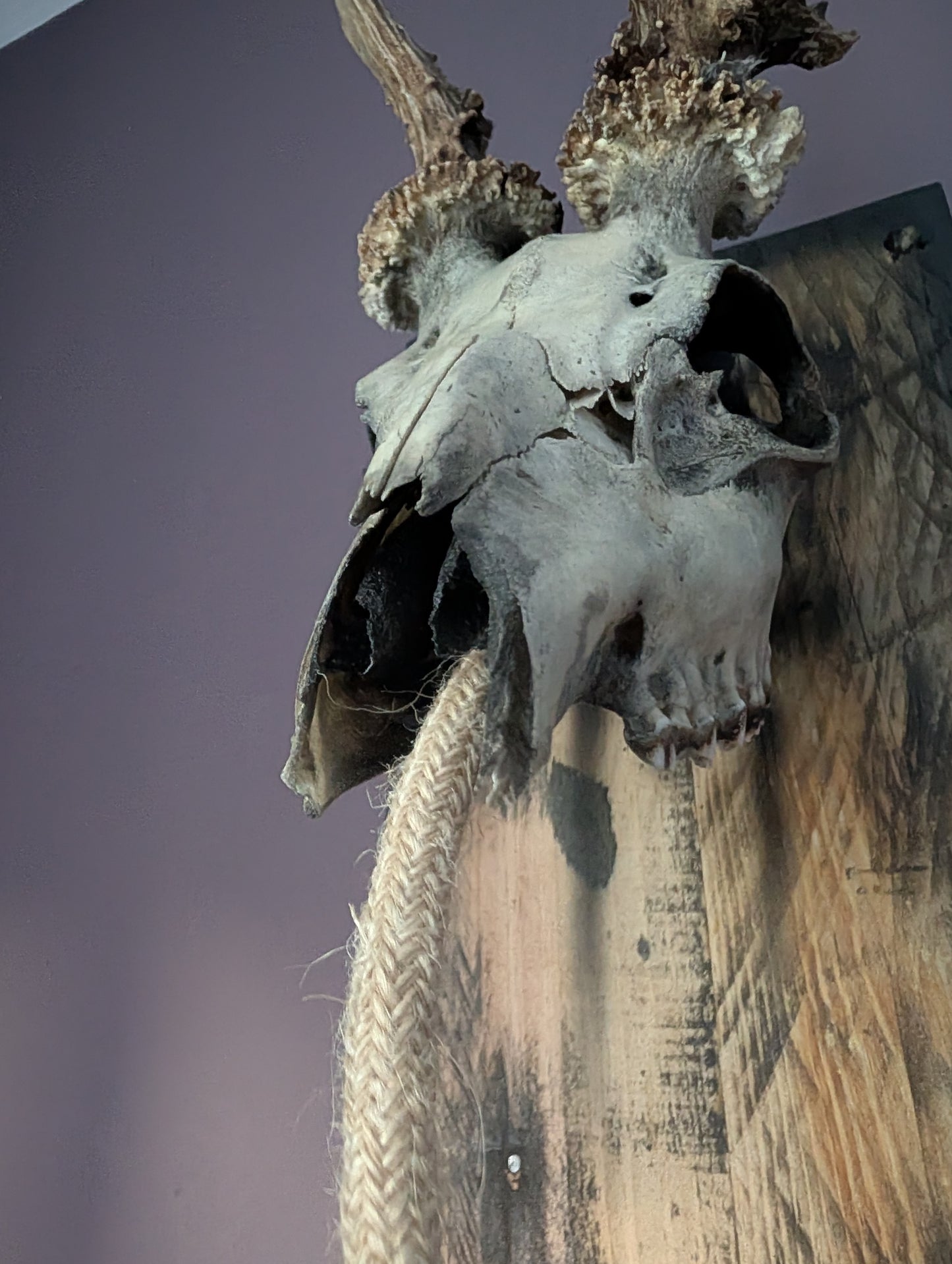 Deer Skull Light