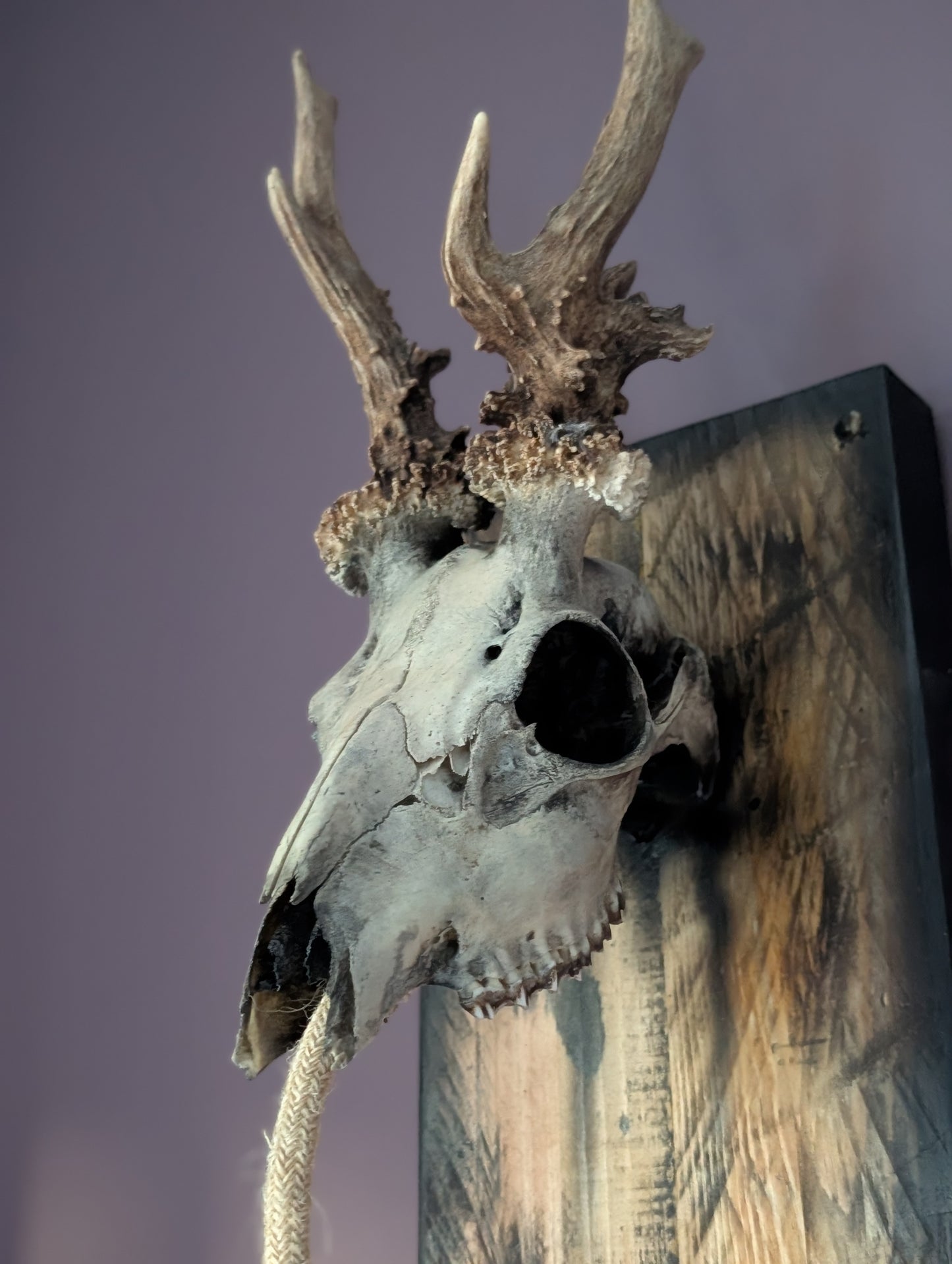 Deer Skull Light