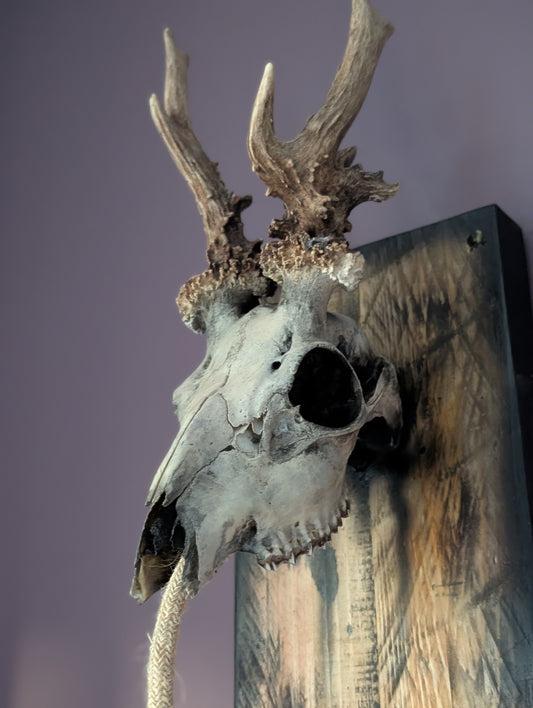Deer Skull Light